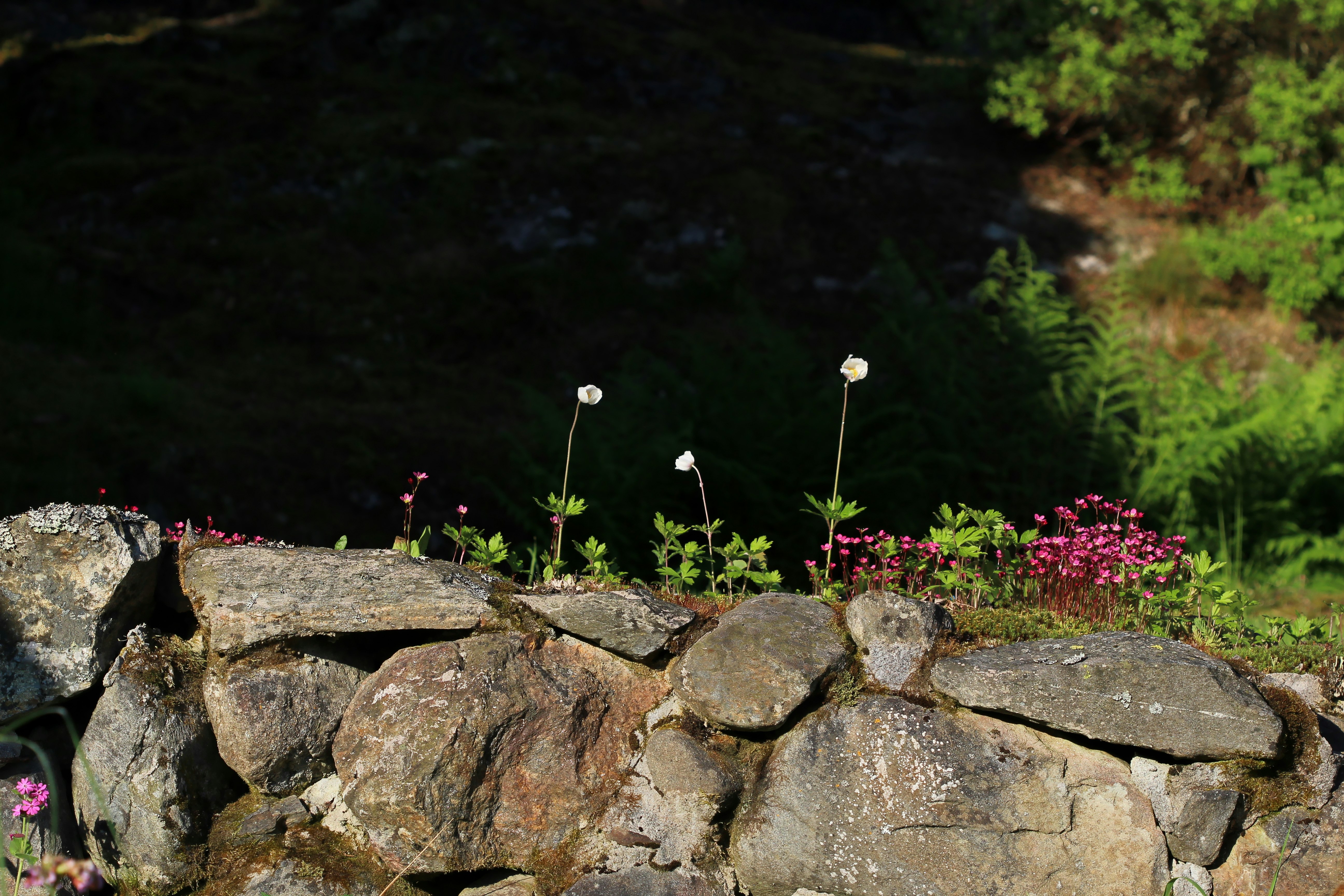 pink flowers on gray rock near body of water during daytime